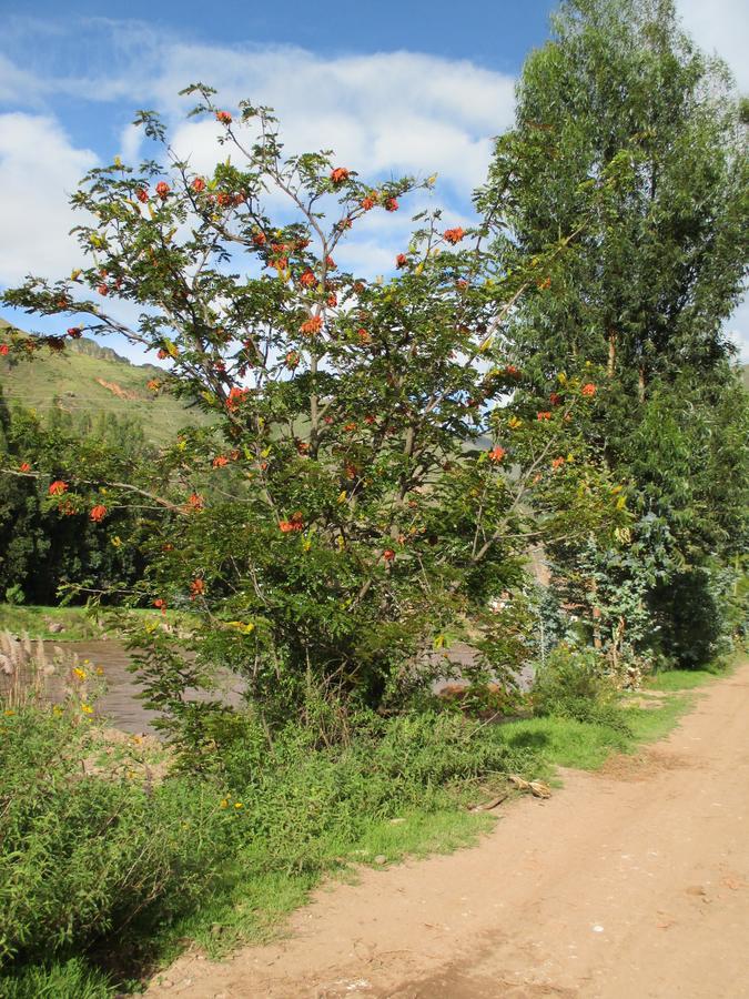 Gasthaus Wayqi Wasi Pisac Exterior foto